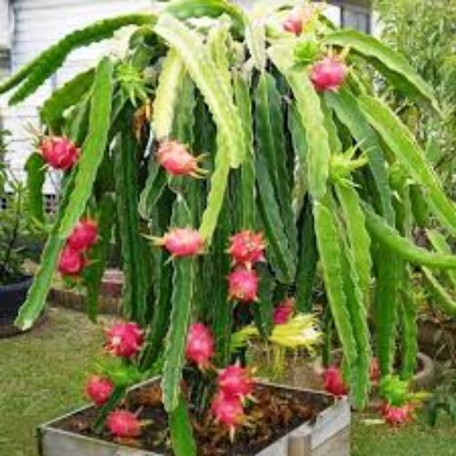 Dragon Fruit Plant Manufacturer & Supplier in India